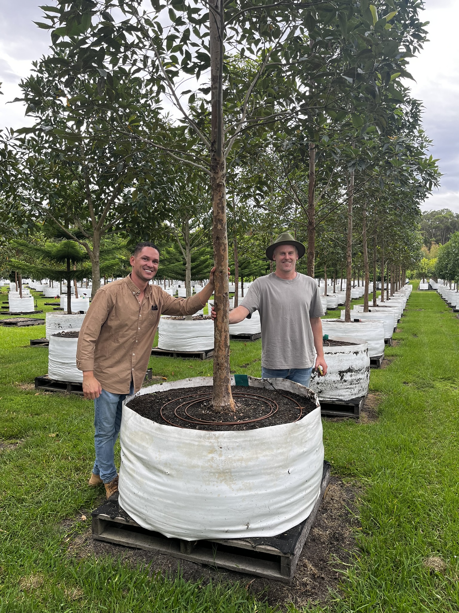 Growing Birling: A Visit to Sydney’s Premier Nurseries